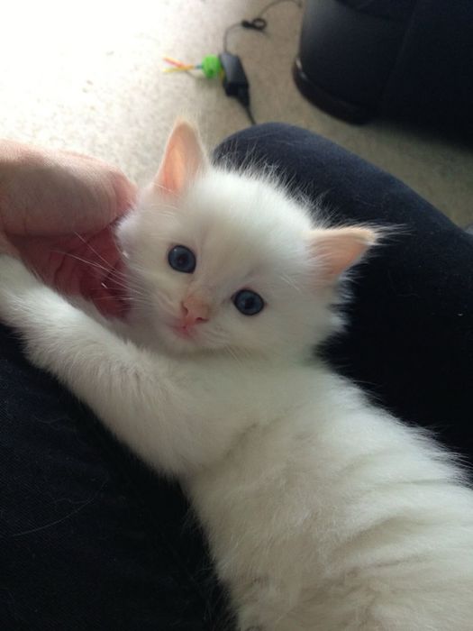 Ragdoll femela jucausă