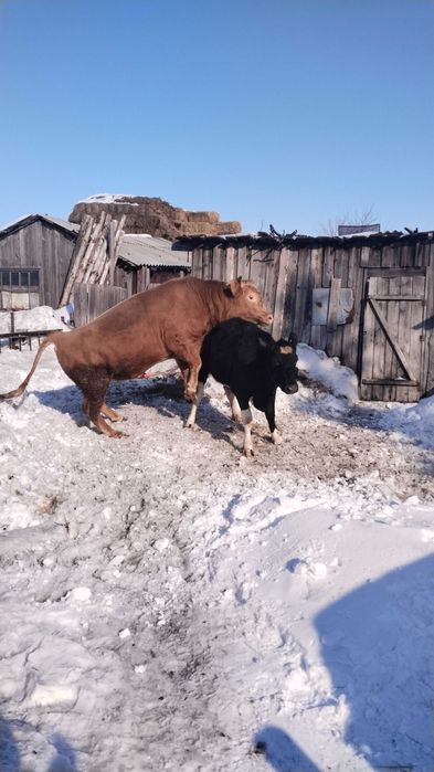 Продам зрелых быков на мясо