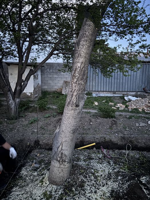 Продам Дерево орех