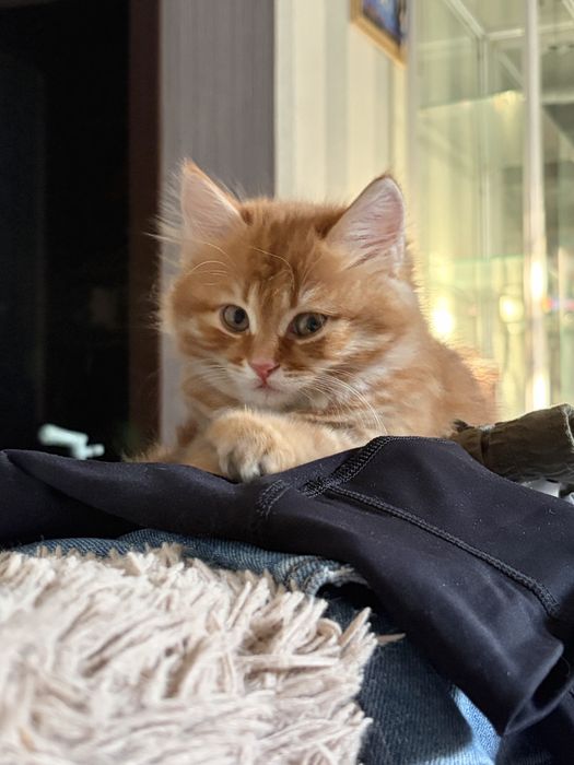 Рыжий котенок девочка