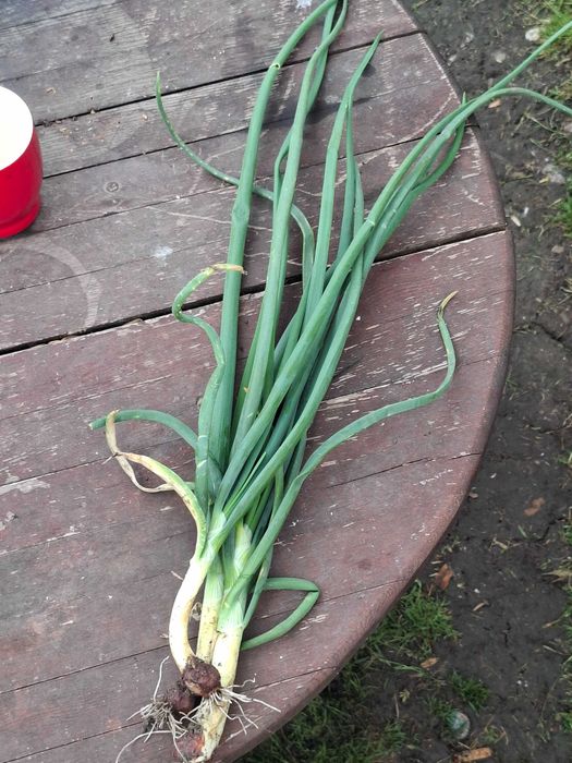 Ceapa verde de vanzare