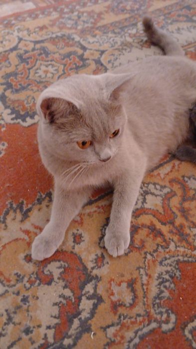 Котята британской породы