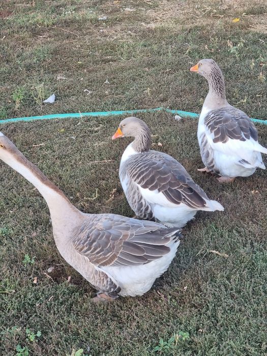 Gaste la schimb cu alte pasari