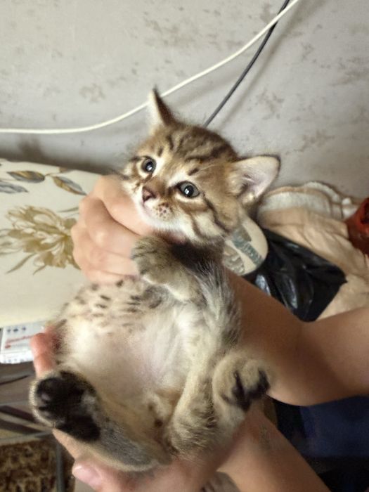 Котята 1 месяц и 15 дней