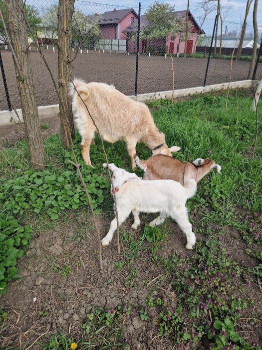 Capră tânără(prima fătare)+2 ieduti