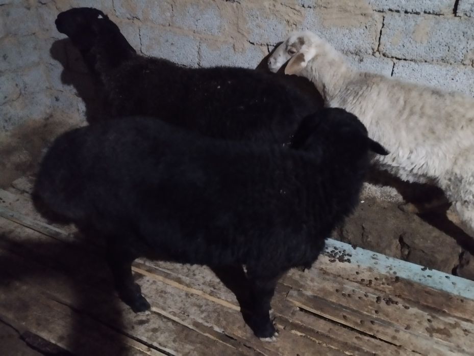 Қой қошқар қошқар