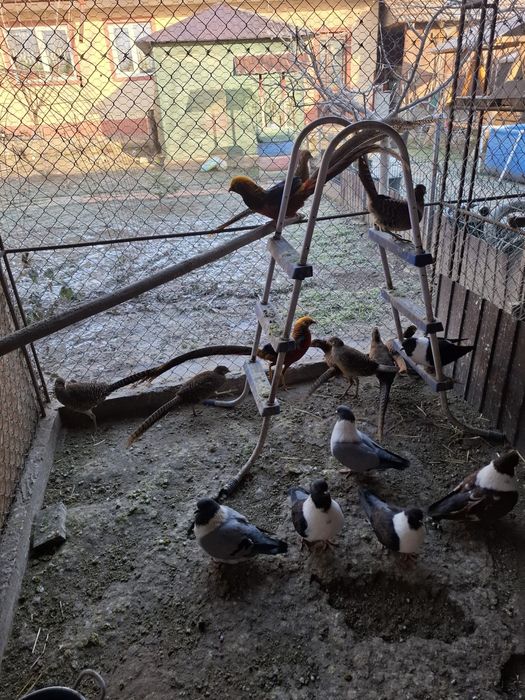 Vând porumbite Straser