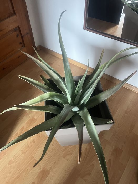 Алое вера в голяма кашпа