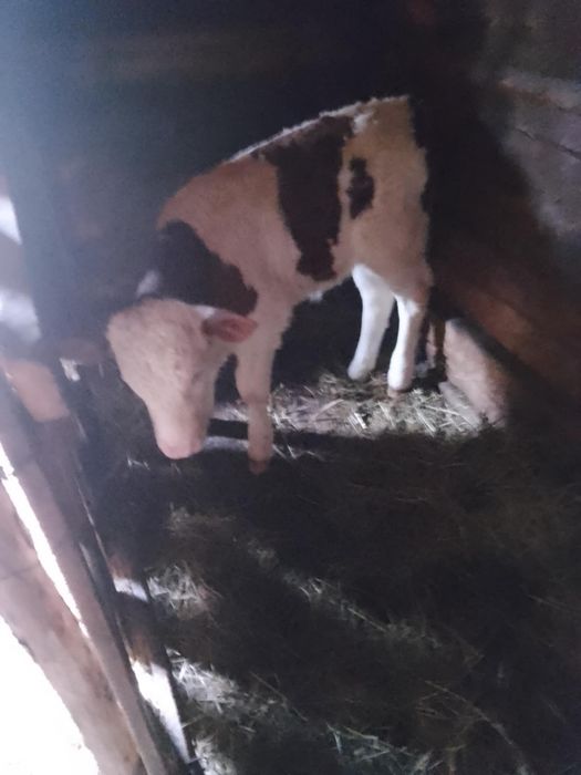 Vacă,junincă și vițel