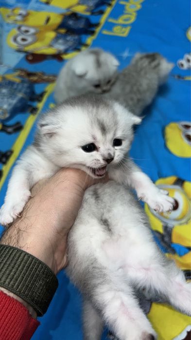 Вязка хизмати !!! Симба  киз мушулани свиданияга таклиф килади