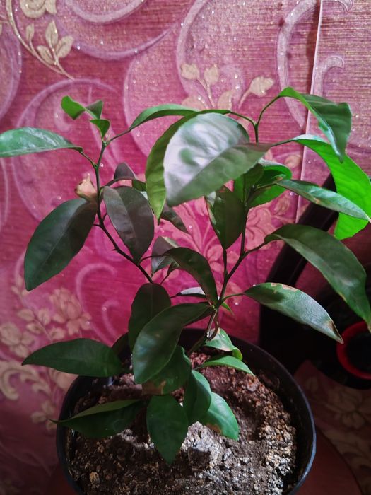 Продам растения мандарин