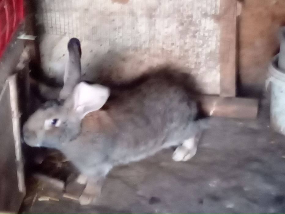 Продам молодых крольчат породы самец строгачь  самка фландр