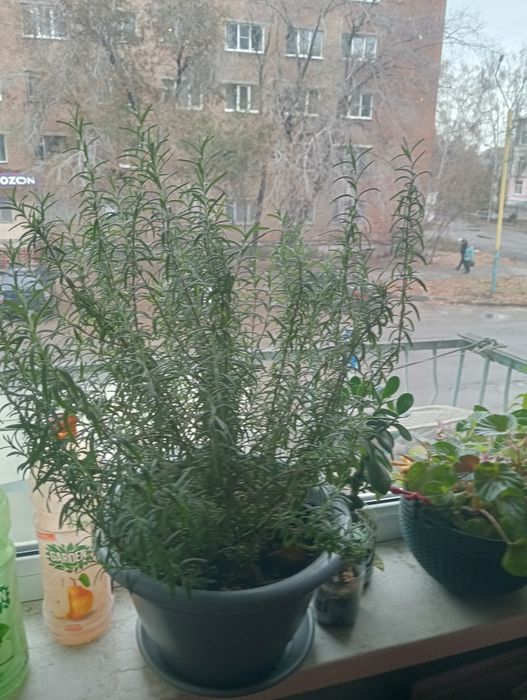 Продам куст РОЗМАРИНА можно островками