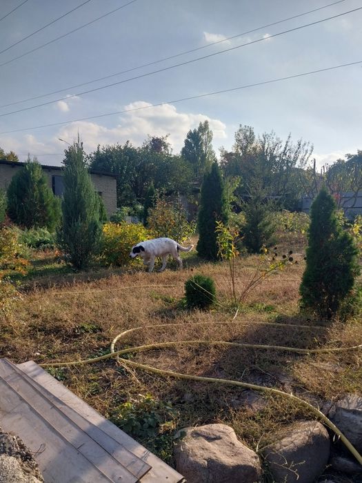 Отдам даром шенка