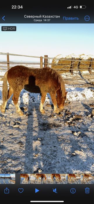 Продам жеребца .