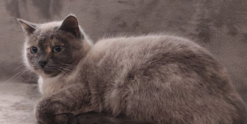 Кошечка в хорошие руки