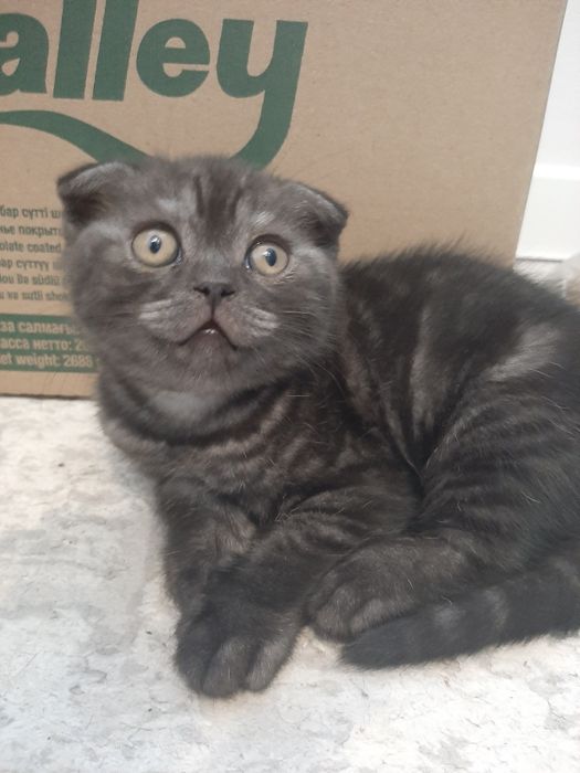 Котята шотландской породы