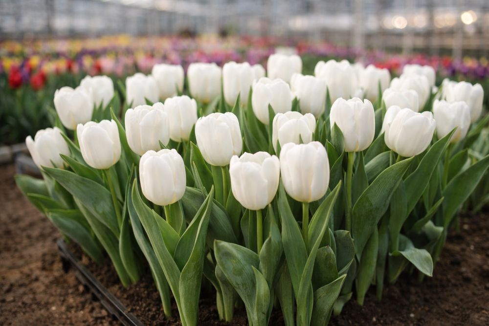 Тюльпаны оптом и в розницу!