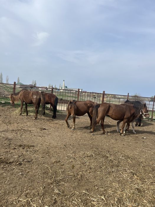 Құлынды буаз биелер