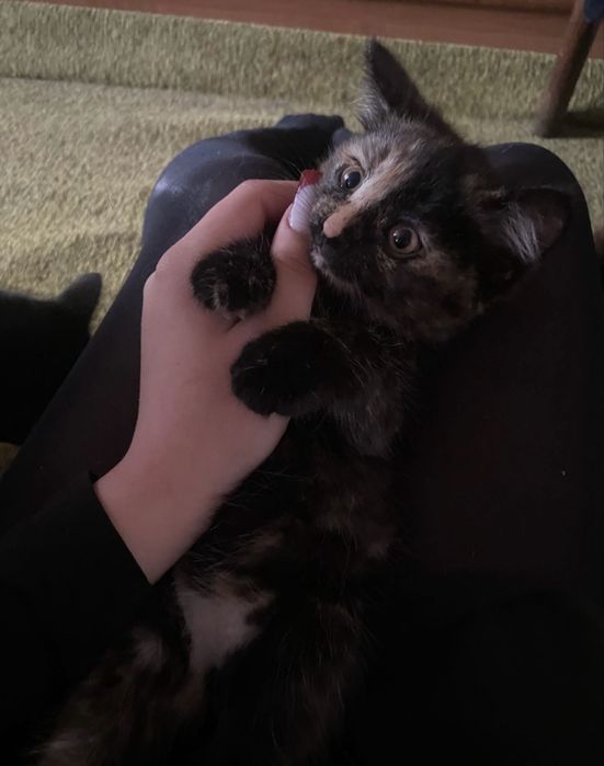 котенок, девочка