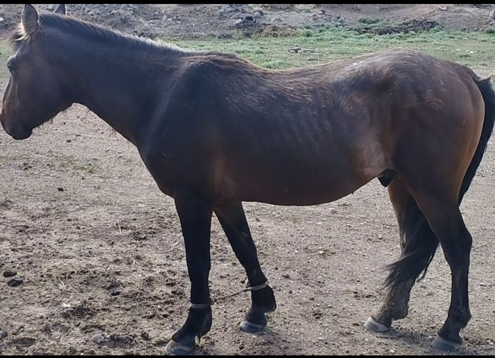 Сиыр малдарына ауыстырамын