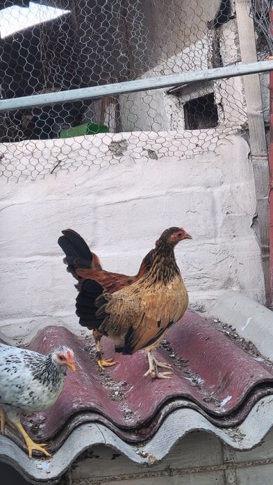 Găinușe pitice aprilie 2025