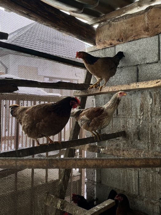 продам домашних кур