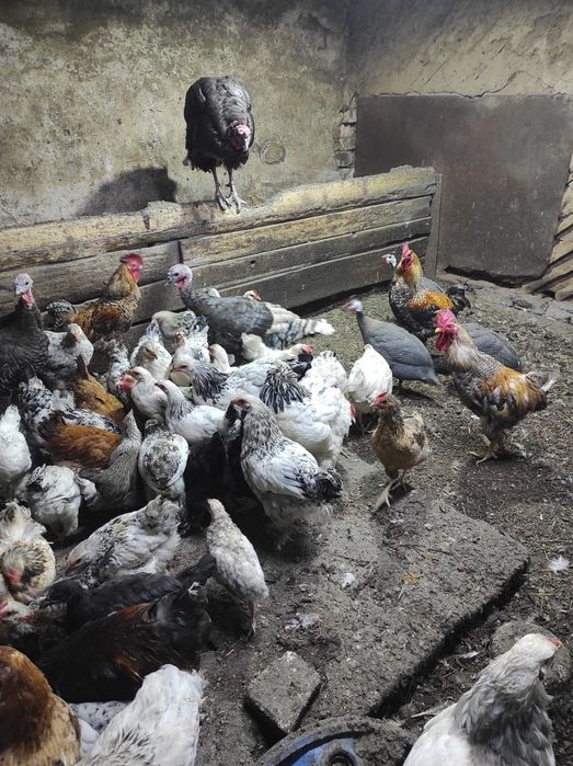 Үй тауықтарын сатам өздері басады