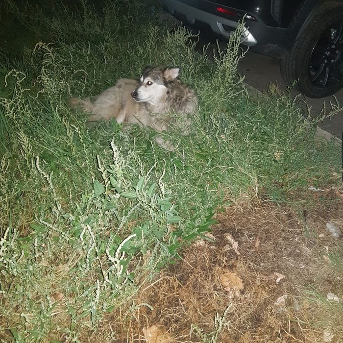 Ищем добрые руки для собак - дворняги и хаски