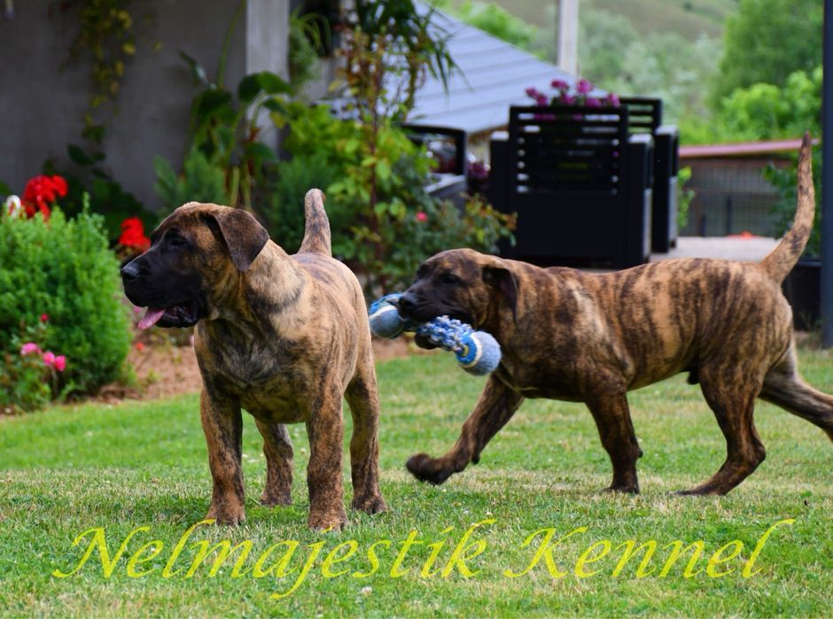 Masculi si femele Presa Canario