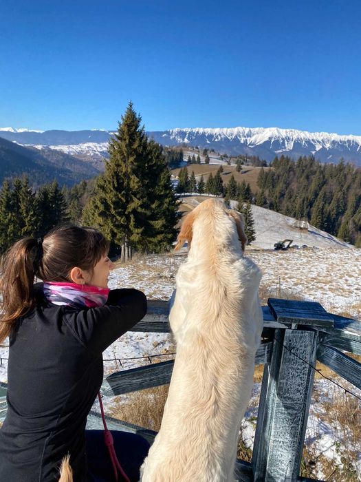 Pet Sitter - Cazare animale