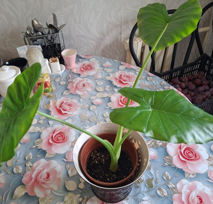 комнатные цветы для дома