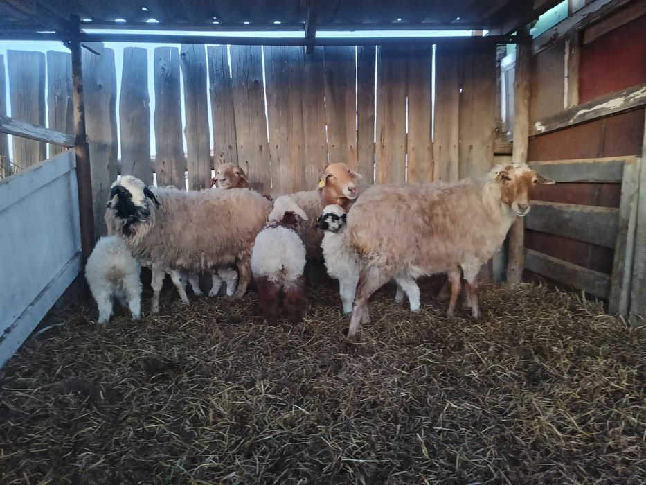 Овцы 4 головы с ягнятами