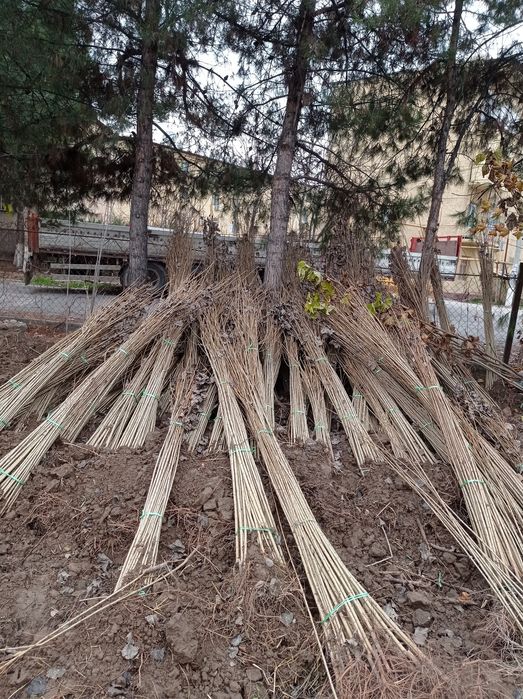 Арча ва хархил турдаги гуллап