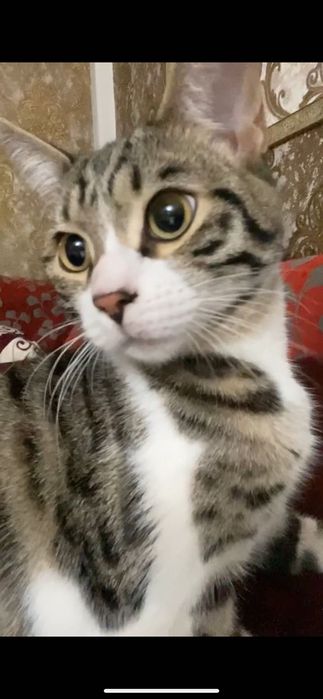 Отдам кота в добрые руки