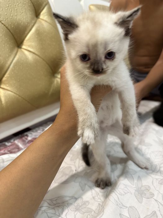 Котята вислоухие
