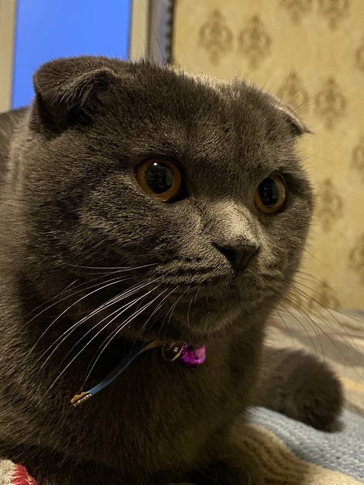 Mushuk Scottish Fold