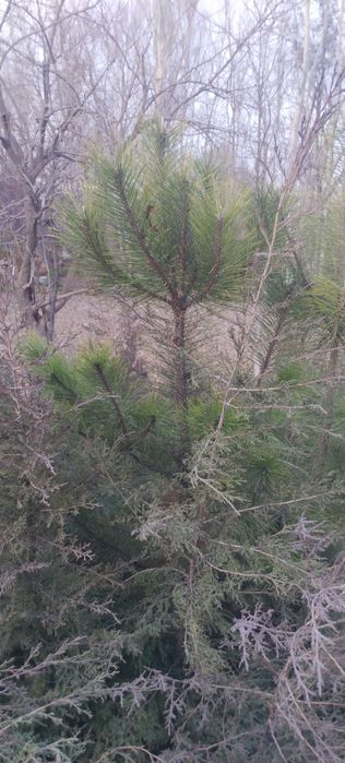 Qirimiski sasna sotiladii