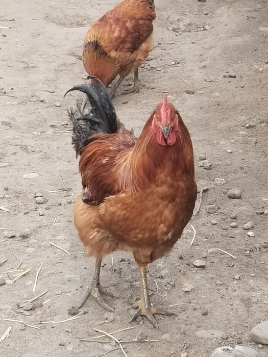 Продам петухов ..