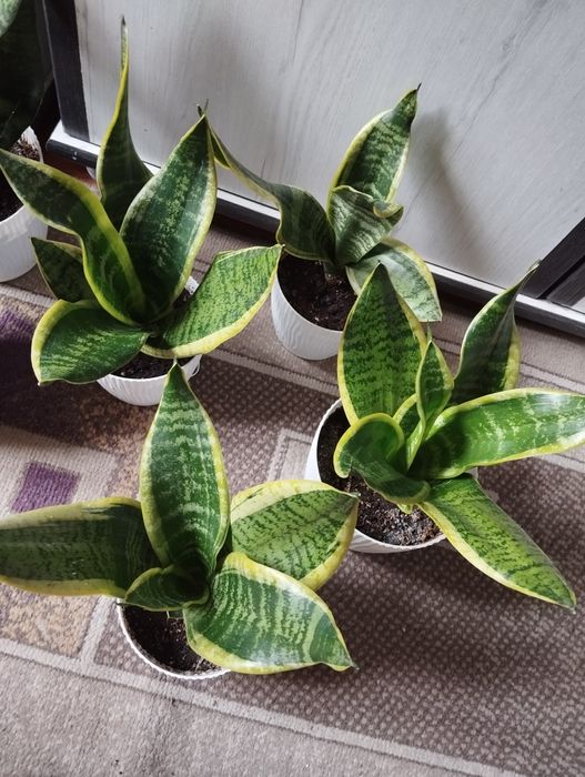 Комнатные растения