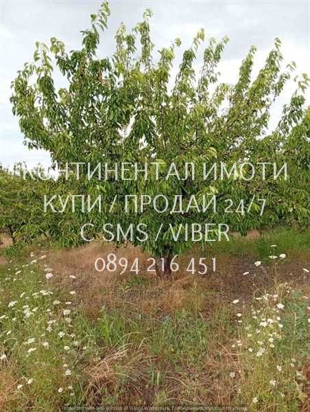 Код 70004. Плододаваща черешова градина 9500м2, разположена на стената на язовир