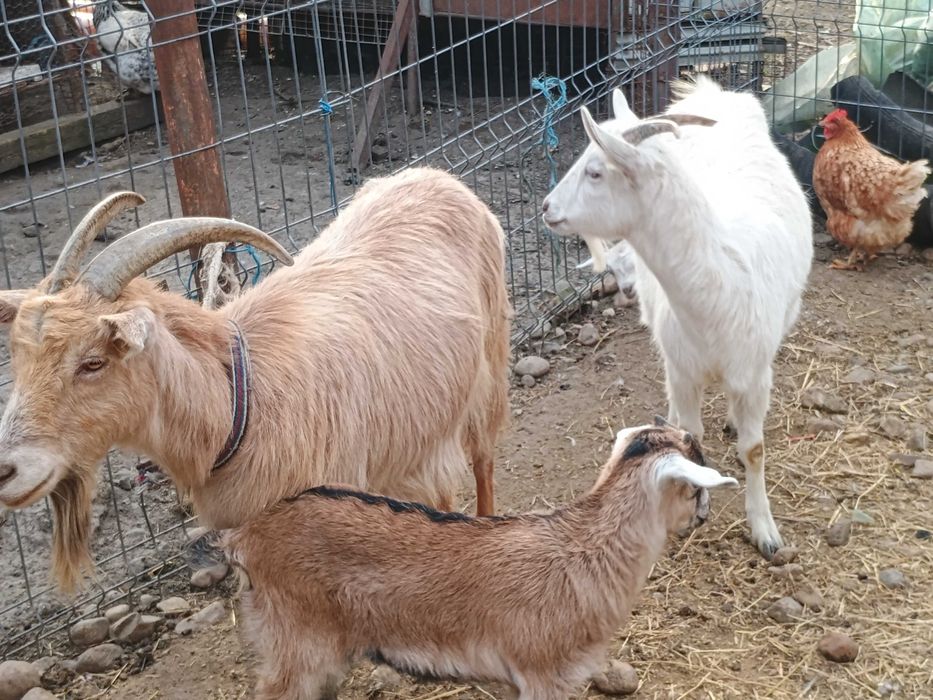 Vând 2 capre românești, fiecare cu câte un ied