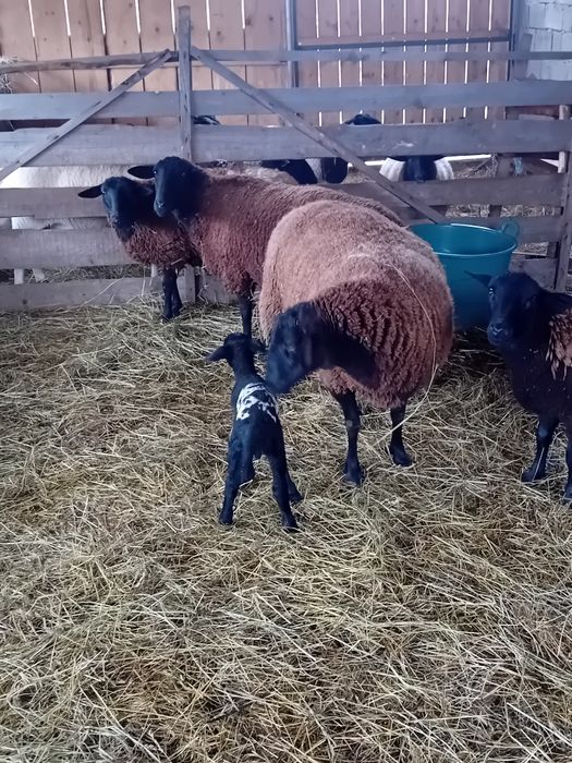 Vând oi jura gestante