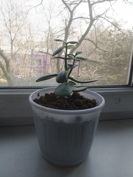 Ухоженные цветы все по 2000тг