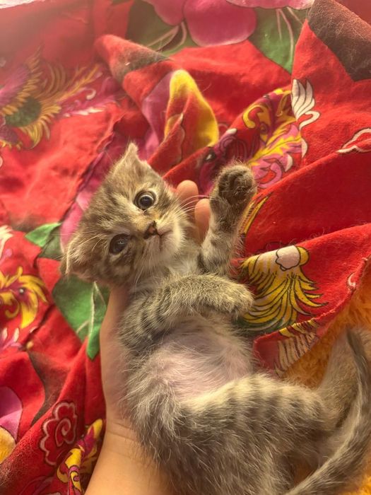 Ищем дом и добрые руки для котят!
