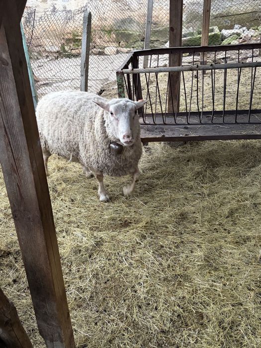 Продавам коч на 2г