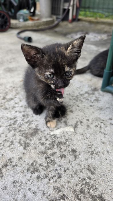 Donez pui pisica, pisicute calico