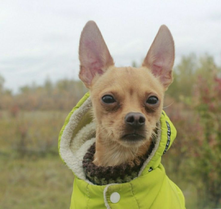 Вязка Той терьер