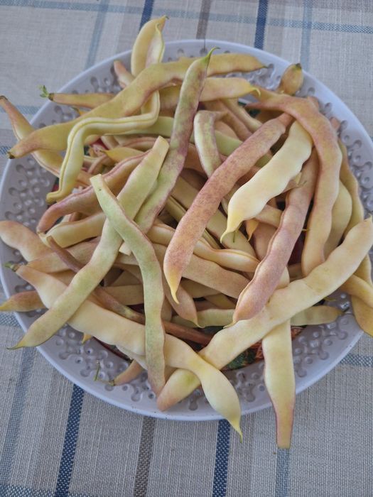 Seminte de fasole roză pe par