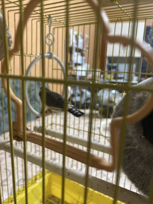 продается амадин самец срочно